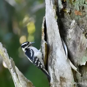 Downy woodpecker 2018_00001 (2) Downy woodpecker 2018_00001 (2)