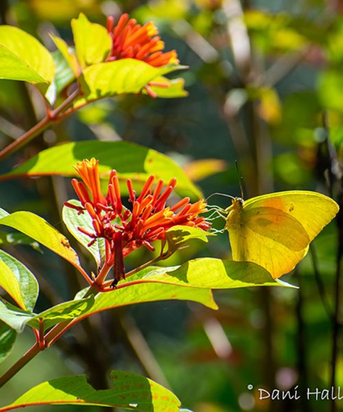 butterfly_firebush