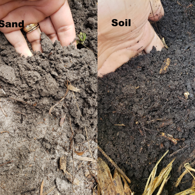 sand_vs_soil_pic